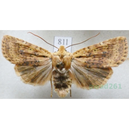 Conistra rubiginea (Denis & Schiffermüller, 1775) Porożnica rudnica Czech81l